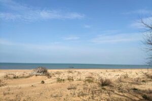 Новые паразиты завелись в Азовском море из-за роста его солености