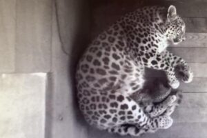 Котенок родился у семейства леопардов в Сочинском нацпарке