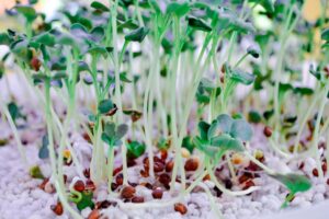 Селекционеры Кубани начали выращивать подсолнечник в искусственной среде без почвы