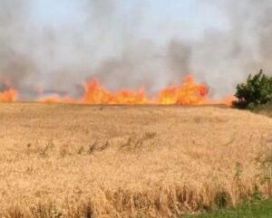 В Краснодаре горит поле пшеницы на площади 500 «квадратов»