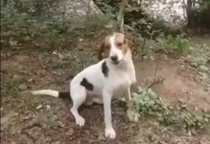 В лесу Апшеронска неизвестные бросили собаку