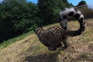 Выращенный в Сочи леопард Чилмас за месяц освоился в лесах Северной Осетии