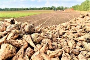 На Кубани сахарную свеклу уберут с площади 195,3 тысяч га