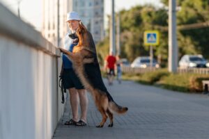 Собачникам из Краснодара нужно быть осмотрительными – кто-то травит ядом не только крыс