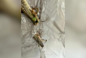 Саранча и огромные кузнечики атаковали жителей Краснодара