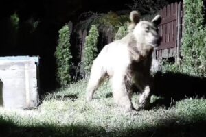 Медведь повадился воровать мед с частной пасеки в Сочи