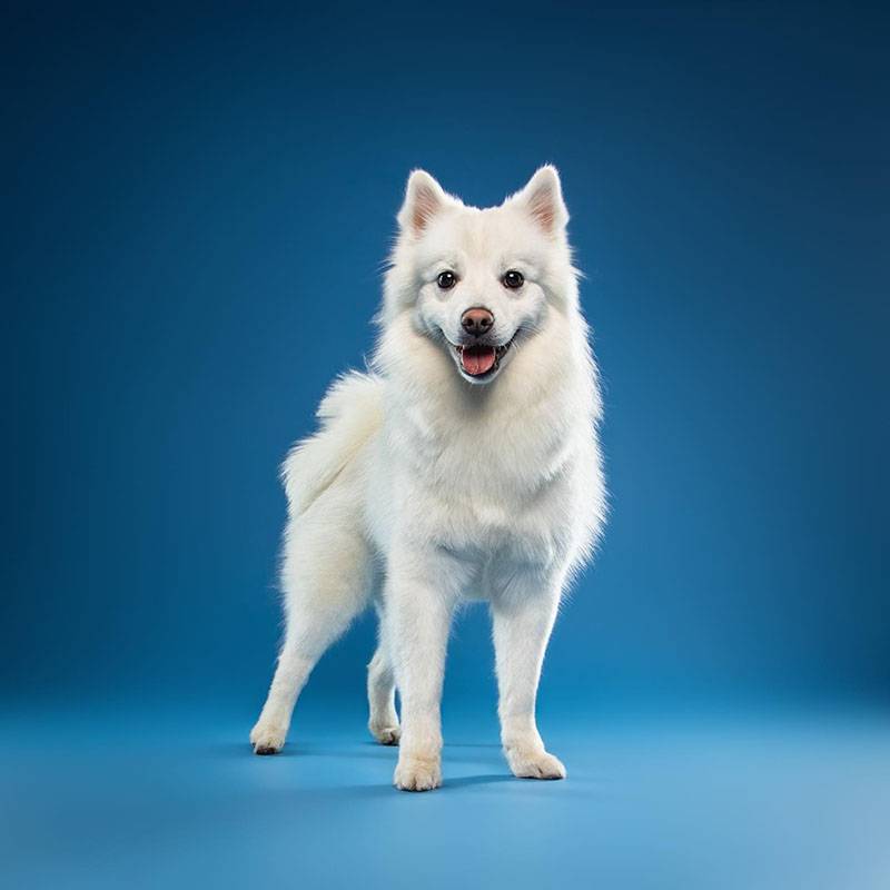 petstory.ru_2.jpg petstory.ru_2.jpg