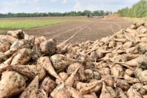 Комбинаты Кубани заготовили 1 млн тонн сахарной свеклы