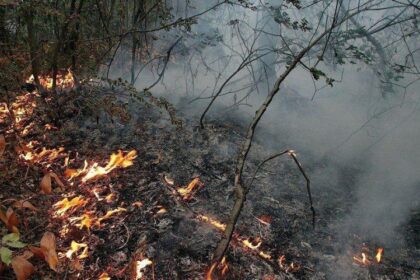 Лесной пожар возник возле пансионата под Геленджиком