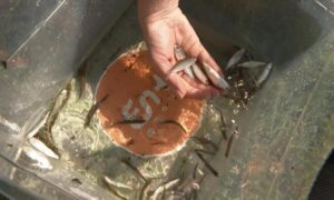 Мальков ценных пород выпускают в воды Иркутской области