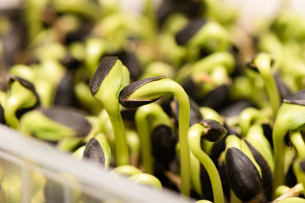 micro-greens-germinated-sunflower-seeds-close-up.jpg