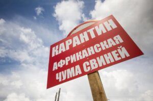 Зону наблюдения ввели в 11 районах Кубани из-за распространения АЧС