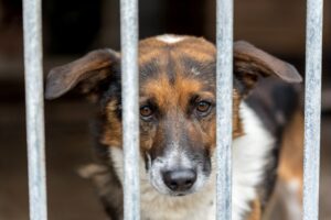 В России растет число приютских животных