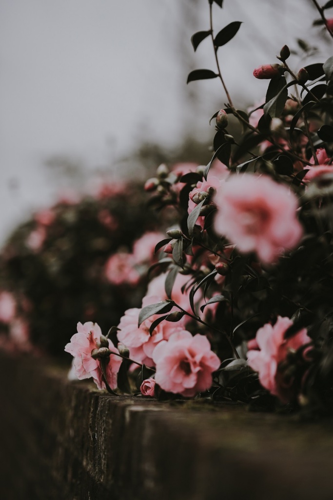 annie-spratt-wQotQ-MP5Qs-unsplash.jpg Цветущая бегония в горшке