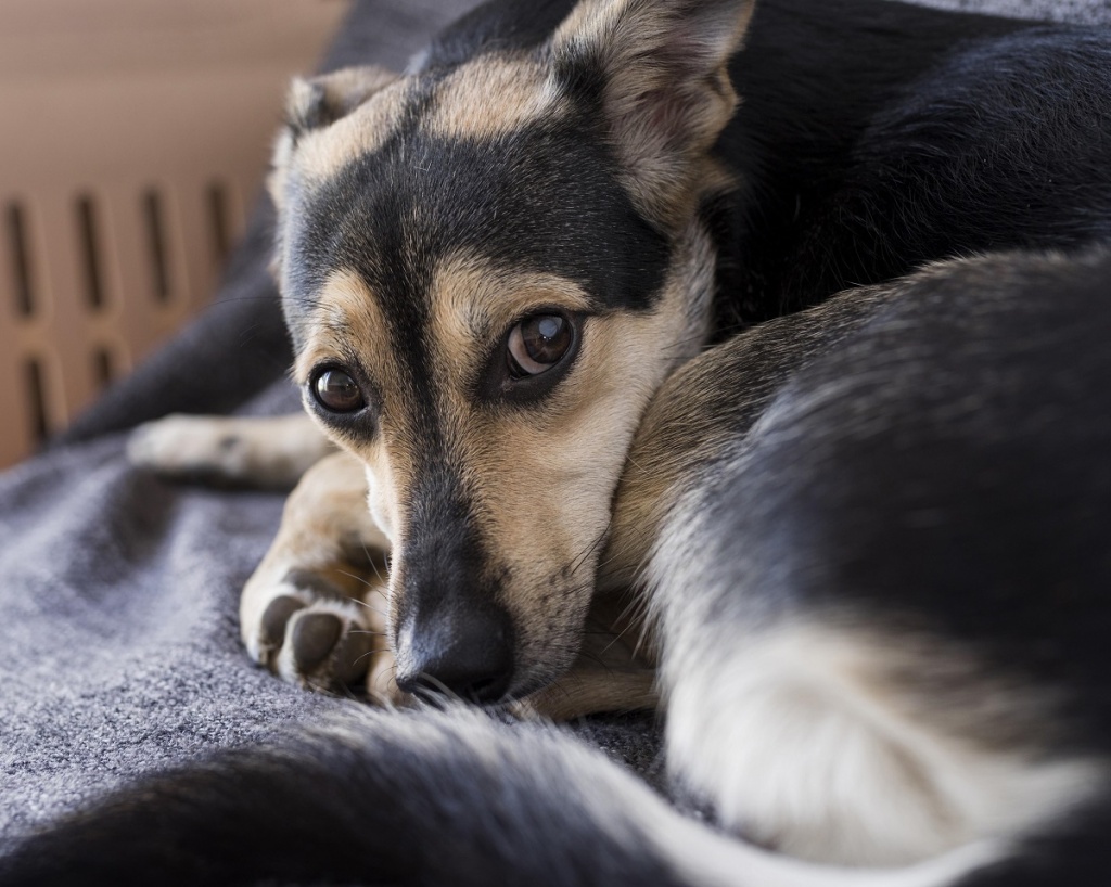 close-up-adorable-dog-laying-blanket.jpg