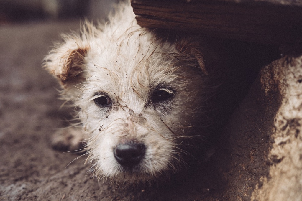 closeup-shot-homeless-dog-hiding-rock.jpg