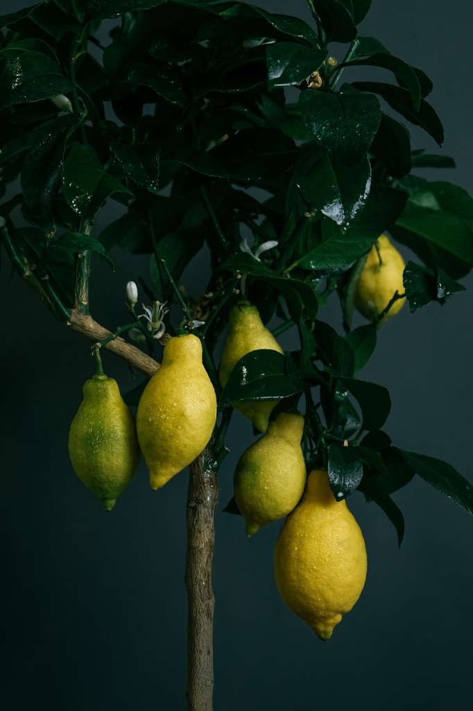 ildar-garifullin-b3_UxKX2iZo-unsplash.jpg лимонное дерево с плодами в горшке