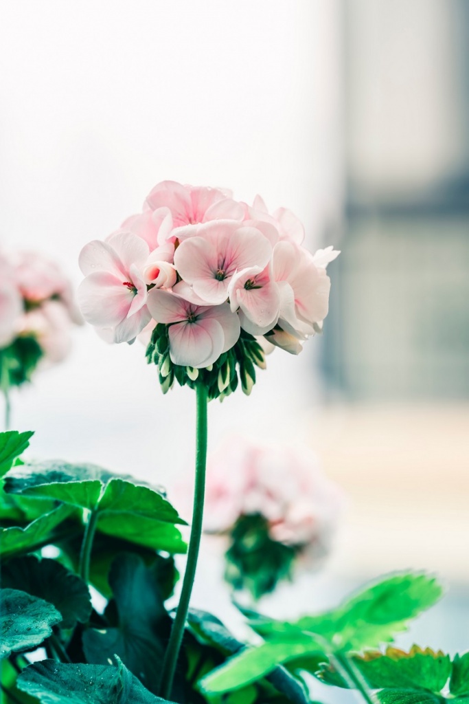 jerry-wang-ewxE_Ul8xu4-unsplash.jpg Цветущая герань в горшке