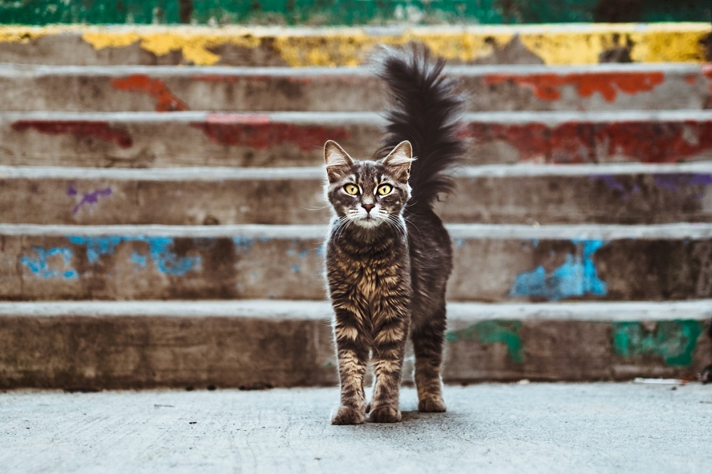 maria-teneva-KWu_pl00QEQ-unsplash.jpg