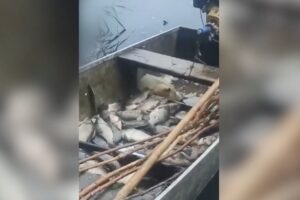 Полиция поймала на Кубани браконьера с уловом карасей, сомов и судаков