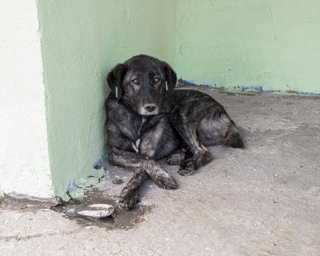 sad-dog-waiting-shelter-be-adopted-by-someone.jpg sad-dog-waiting-shelter-be-adopted-by-someone.jpg