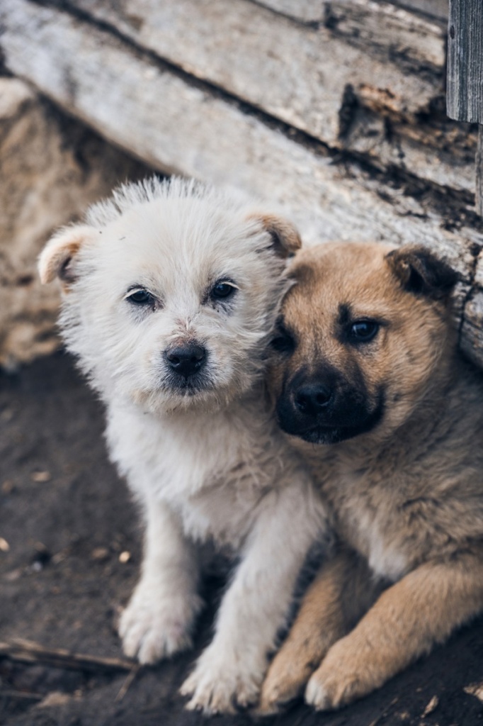 vertical-shot-two-dogs-sitting-closely-each-other.jpg vertical-shot-two-dogs-sitting-closely-each-other.jpg