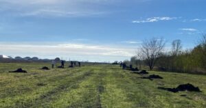 Новую аллею заложили в поселке Лазурном