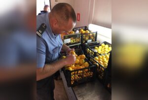 На территорию Краснодарского края не пустили более 2 тысяч тонн зараженных мандаринов