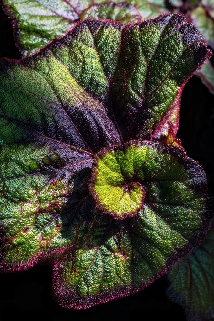 david-clode-9ai1TxXeJyQ-unsplash.jpg Красивый лист бегонии