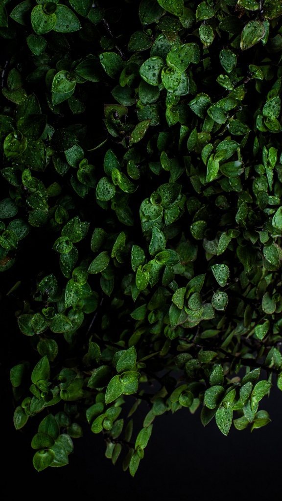 lydia-mailloux-vdK-IGrIh2w-unsplash.jpg Каллизия родственница традесканции