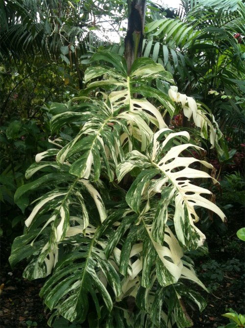 Монстера деликатесная Monstera deliciosa borsigiana_tom-piergrossi.squarespace.com.jpg