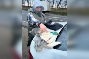 Полиция задержала на Кубани приезжую с полкило наркотиков