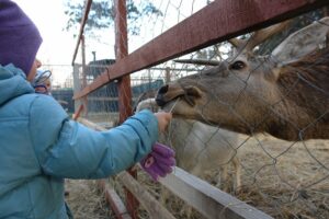 В шести зоопарках, дельфинариях и цирках Кубани нашли нарушения