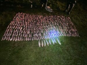 Браконьеры в Ейском лимане выловили сетями 1280 экземпляров рыбы
