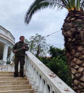 В Сочи садоводы спасают пальмы от нашествия долгоносика и бабочки-бурильщика