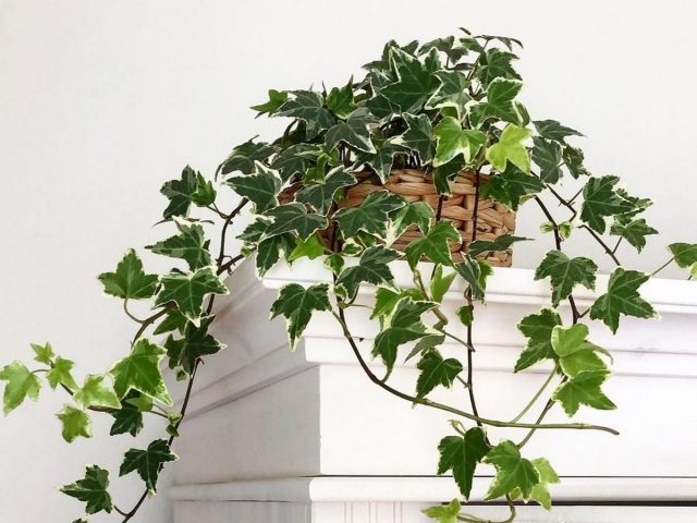 botanichka.ru_1.jpg Комнатный плющ (хедера)
