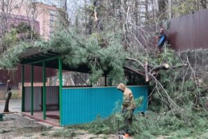 Свыше 70 деревьев повалило ветром в Адлерском районе Сочи