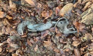 В горах под Новороссийском нашли труп, похожий на чупакабру