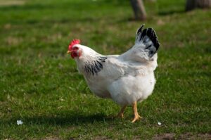 Производство мяса птицы и яиц на Кубани выросло с начала 2023 года