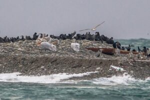 Краснокнижных пеликанов заметили на птичьем острове под Новороссийском