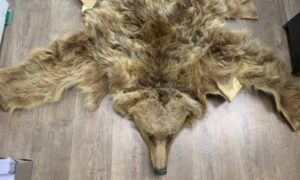 Краснодарцу грозит до пяти лет тюрьмы за кражу краски и медвежьей шкуры
