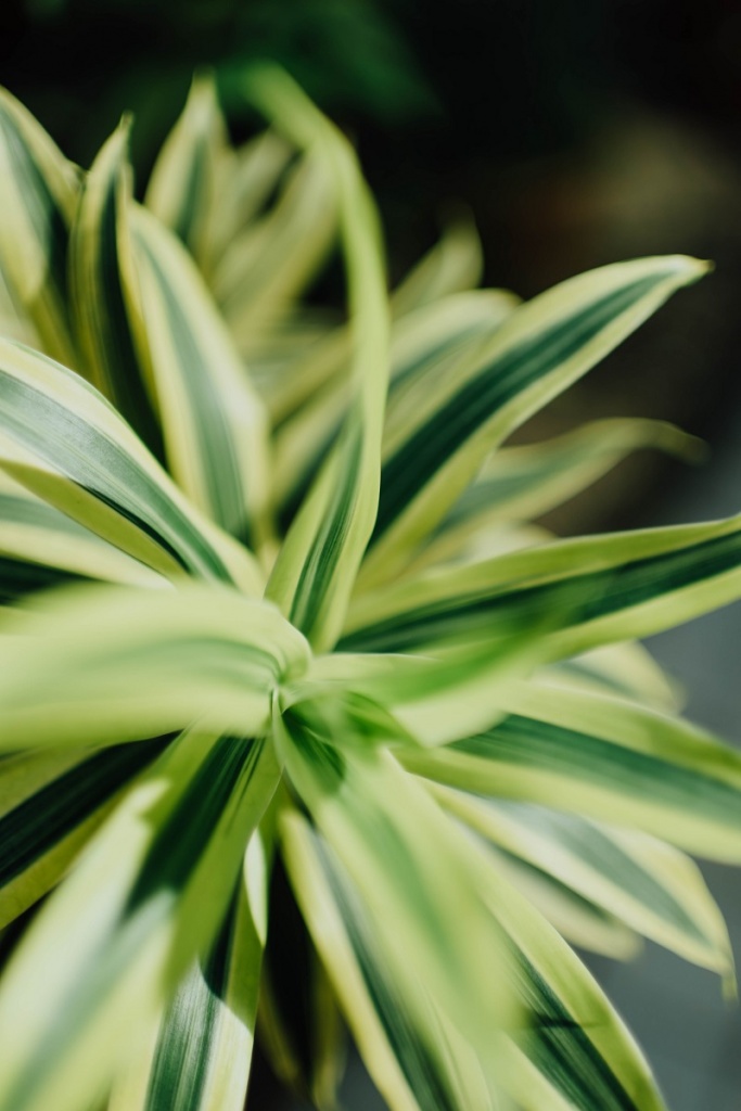 chuttersnap-_tOh9P2UENo-unsplash.jpg Комнатное растение хлорофитум крупным планом