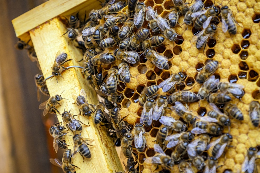 Пчелы делают мед