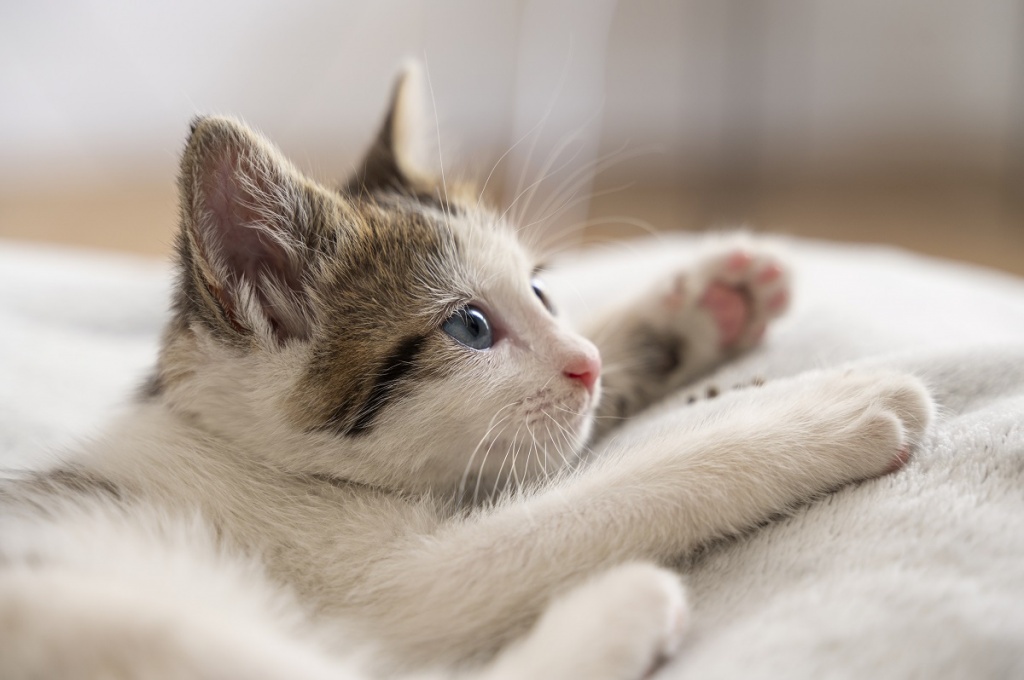 cute-cat-spending-time-indoors.jpg