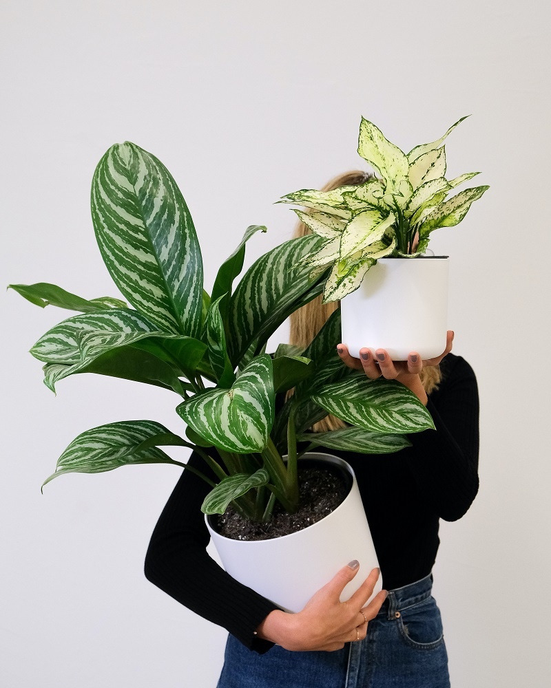 feey-T9h4M7bYGto-unsplash.jpg Девушка держит в руках два горшка с аглаонемой