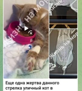 Неадекватный мужчина расстрелял двух котов и собаку в Геленджике