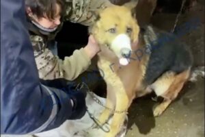 Краснодарские спасатели оказали помощь овчарке