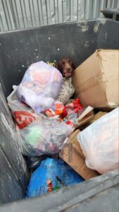 Изувеченного пса породы курцхаар нашли в мусорном контейнере в Крымске
