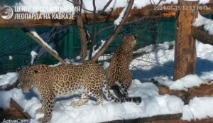 Уникальный случай: трехлапая самка леопарда Олимпия снова беременна