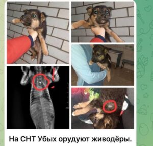 Живодеров, расстрелявших собак под Новороссийском, ждет наказание